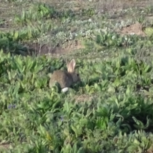 Oryctolagus cuniculus at Isaacs Ridge - 6 Aug 2020