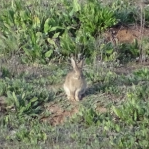 Oryctolagus cuniculus at Isaacs Ridge - 6 Aug 2020