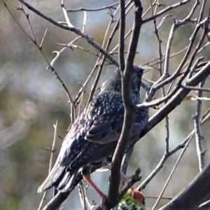 Sturnus vulgaris at O'Malley, ACT - 1 Aug 2020