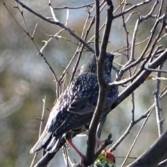 Sturnus vulgaris (Common Starling) at O'Malley, ACT - 1 Aug 2020 by Mike