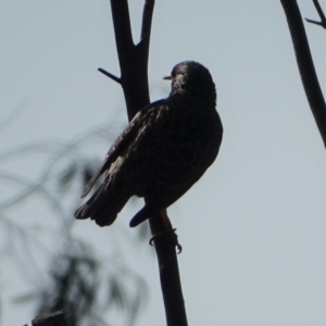 Sturnus vulgaris at O'Malley, ACT - 1 Aug 2020 02:09 PM