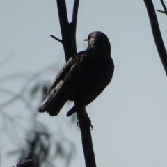 Sturnus vulgaris at O'Malley, ACT - 1 Aug 2020