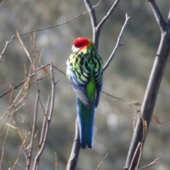 Platycercus eximius (Eastern Rosella) at O'Malley, ACT - 1 Aug 2020 by Mike