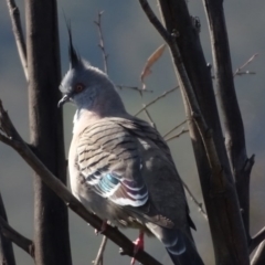 Ocyphaps lophotes (Crested Pigeon) at O'Malley, ACT - 1 Aug 2020 by Mike