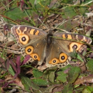 Junonia villida at Fyshwick, ACT - 6 Aug 2020