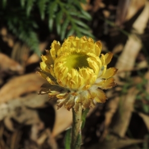 Coronidium scorpioides at Wyndham, NSW - 20 Jul 2020