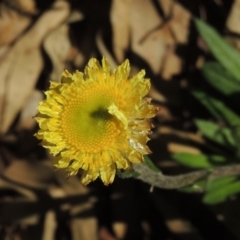 Coronidium scorpioides at Wyndham, NSW - 20 Jul 2020