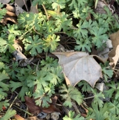 Geranium (genus) (Geranium) at Weston, ACT - 6 Aug 2020 by AliceH