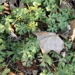 Geranium sp. (Geranium) at Weston, ACT - 6 Aug 2020 by AliceH