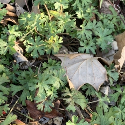 Geranium (genus) (Geranium) at Weston, ACT - 6 Aug 2020 by AliceH
