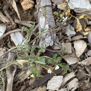 Cardamine flexuosa at Weston, ACT - 6 Aug 2020 02:08 PM