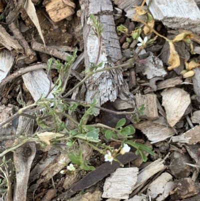Cardamine flexuosa (Wavy Bitter Cress) at Weston, ACT - 6 Aug 2020 by AliceH