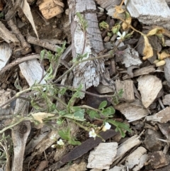 Cardamine flexuosa (Wavy Bitter Cress) at Weston, ACT - 6 Aug 2020 by AliceH