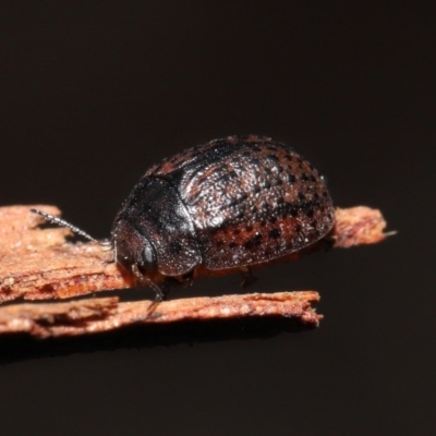 Trachymela sp. (genus) (Brown button beetle) at ANBG - 4 Aug 2020 by TimL