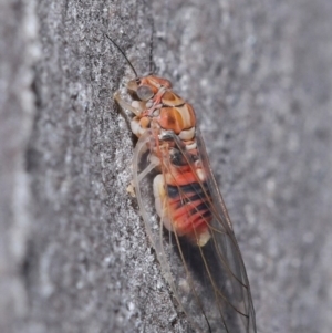 Glycaspis sp. (genus) at Downer, ACT - 6 Aug 2020