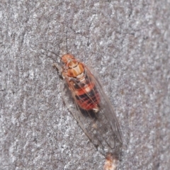 Glycaspis sp. (genus) at Downer, ACT - 6 Aug 2020