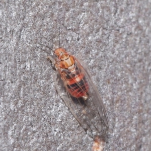 Glycaspis sp. (genus) at Downer, ACT - 6 Aug 2020