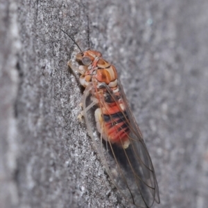 Glycaspis sp. (genus) at Downer, ACT - 6 Aug 2020