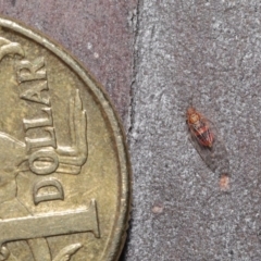 Glycaspis sp. (genus) at Downer, ACT - 6 Aug 2020