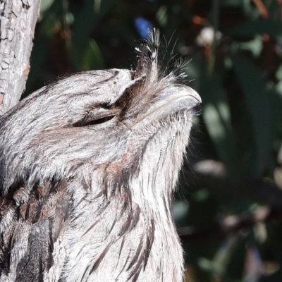 Podargus strigoides (Tawny Frogmouth) at Black Mountain - 6 Aug 2020 by ConBoekel