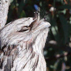 Podargus strigoides (Tawny Frogmouth) at Downer, ACT - 6 Aug 2020 by ConBoekel