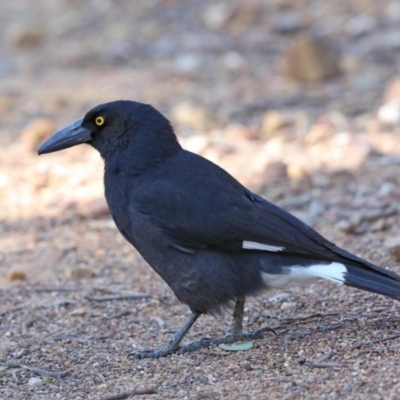 Strepera graculina (Pied Currawong) at Black Mountain - 6 Aug 2020 by ConBoekel