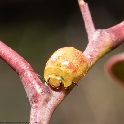 Paropsisterna fastidiosa (Eucalyptus leaf beetle) at Holt, ACT - 30 Jul 2020 by Roger