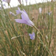 Wahlenbergia capillaris (Tufted Bluebell) at Coombs, ACT - 2 Mar 2020 by michaelb