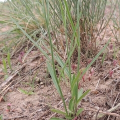 Wahlenbergia capillaris at Coombs, ACT - 2 Mar 2020