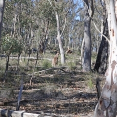 Macropus giganteus (Eastern Grey Kangaroo) at Black Mountain - 6 Aug 2020 by ConBoekel