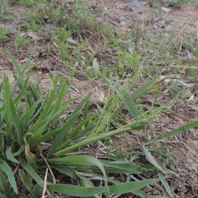 Panicum effusum (Hairy Panic Grass) at Coombs Ponds - 2 Mar 2020 by michaelb