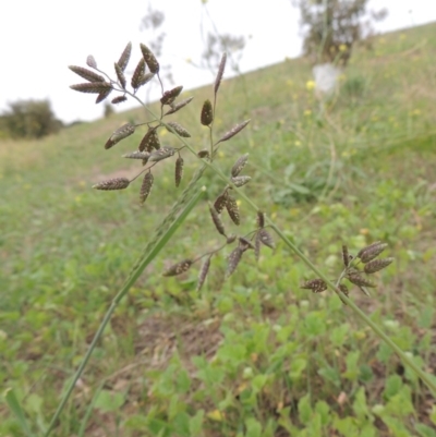Eragrostis cilianensis (Stinkgrass) at Coombs Ponds - 2 Mar 2020 by michaelb