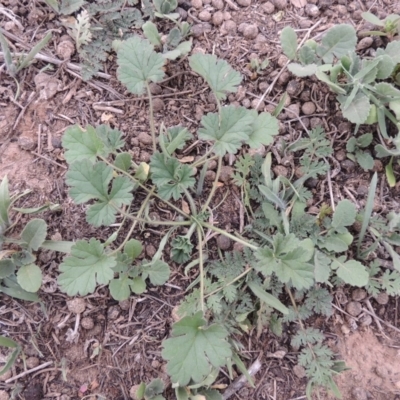 Erodium crinitum (Native Crowfoot) at Coombs Ponds - 2 Mar 2020 by michaelb