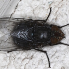 Calliphora vicina (European bluebottle) at Ainslie, ACT - 6 Aug 2020 by jb2602