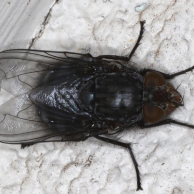 Calliphora vicina (European bluebottle) at Ainslie, ACT - 6 Aug 2020 by jb2602