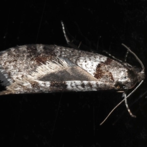 Lepidoscia heliochares at Ainslie, ACT - 5 Aug 2020