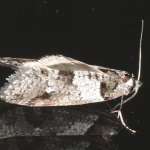 Lepidoscia heliochares at Ainslie, ACT - 5 Aug 2020