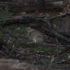 Oryctolagus cuniculus at Ainslie, ACT - 5 Aug 2020