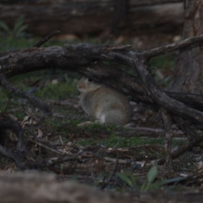 Oryctolagus cuniculus (European Rabbit) at Ainslie, ACT - 5 Aug 2020 by jbromilow50