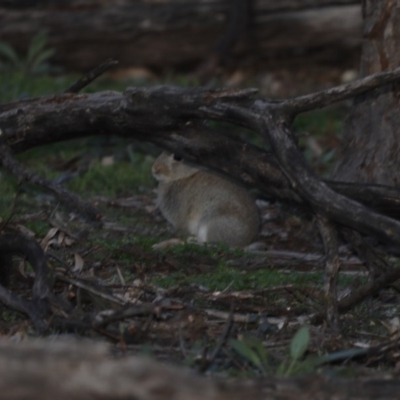 Oryctolagus cuniculus (European Rabbit) at Mount Ainslie - 5 Aug 2020 by jb2602