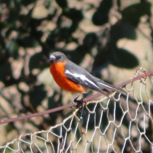 Petroica phoenicea at Tennent, ACT - 5 Aug 2020 02:27 PM