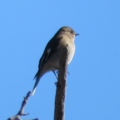 Petroica phoenicea at Tennent, ACT - 5 Aug 2020 02:27 PM