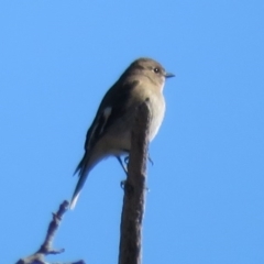 Petroica phoenicea at Tennent, ACT - 5 Aug 2020