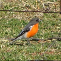 Petroica phoenicea at Tennent, ACT - 5 Aug 2020 02:27 PM