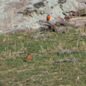 Petroica phoenicea at Tennent, ACT - 5 Aug 2020 02:27 PM