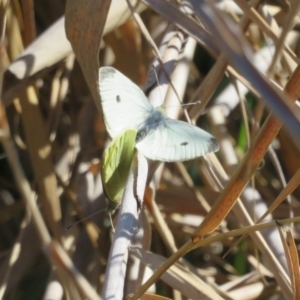Pieris rapae at Tennent, ACT - 5 Aug 2020