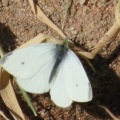 Pieris rapae at Tennent, ACT - 5 Aug 2020