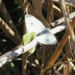 Pieris rapae at Tennent, ACT - 5 Aug 2020 01:39 PM