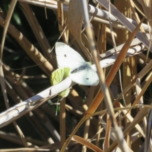 Pieris rapae at Tennent, ACT - 5 Aug 2020 01:39 PM