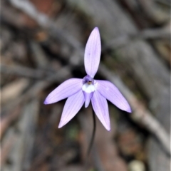 Glossodia major (Wax Lip Orchid) at Longreach, NSW - 6 Aug 2020 by plants